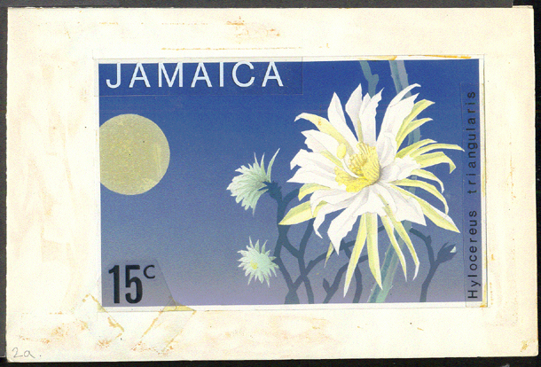 Hylocereus Triangularis